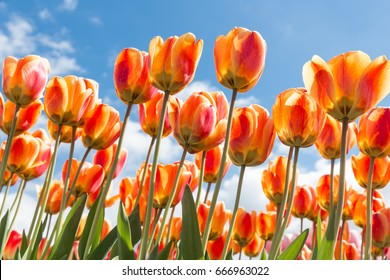 Bottom view of transparant orange and yellow tulips with blue sky background