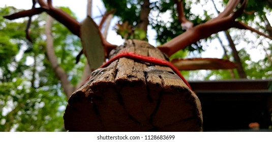 bottom view  tree with branches like antler , background blurred green leaf