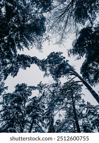 bottom view of tree branches and sky