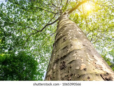 Bottom view to the tree top of a huge Plane tree or Platanus in jungle forest. Sun rays in the tree crown. Nature background
