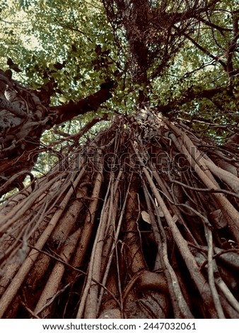 Bottom view to the tree top of a huge Plane tree