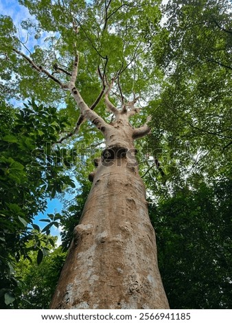 Bottom view to the tree top of a huge Plane tree or Platanus in jungle forest. Sun rays in the tree crown. Nature background