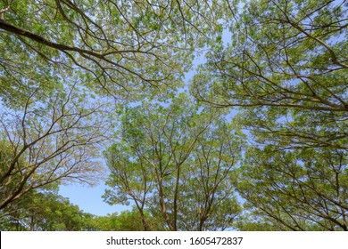 Bottom view to the tree top of nature background - Shutterstock ID 1605472837