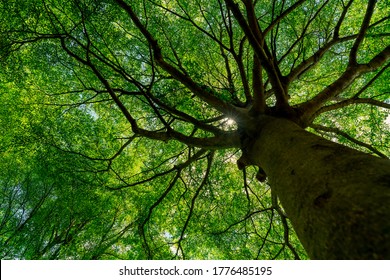 Bottom view of tree trunk to green leaves of big tree in tropical forest with sunlight. Fresh environment in park. Green plant give oxygen in summer garden. Forest tree with small leaves on sunny day.