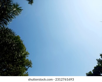 Bottom view. Treetops framing the bright blue sky