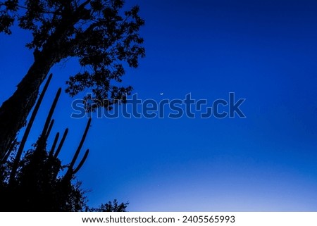 Bottom view of tropical forest  trees with indigo sky background at sunset