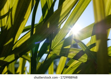 Bottom view of Tropical palm leaves with the sun on the top.