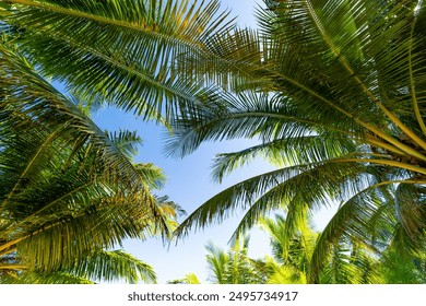 Bottom view of tropical palm trees leaves in blue sky background Natural exotic photo frame Leaves on the branches of coconut palm trees against the blue sky in sunny summer day Phuket island Thailand - Powered by Shutterstock