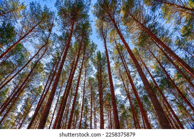 Bottom view of the trunks of pine trees against a clear sky. - Shutterstock ID 2258375879