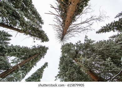 Bottom view of trunks trees in a pine forest.Snow-covered trees