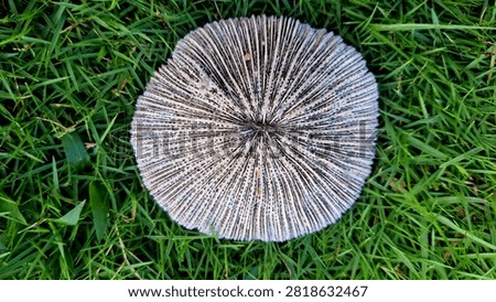 Bottom view of weathered coral skeleton showing intricate natural patterns and porous texture.