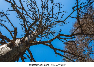 Bottom view of withered dead trees on blue background. Drought in the forest.