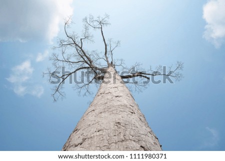bottom up view of yang tree without leaves