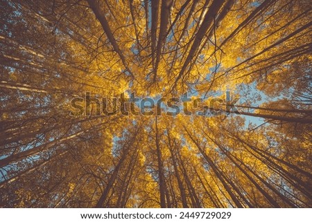 A bottom up view of yellow leaf trees.