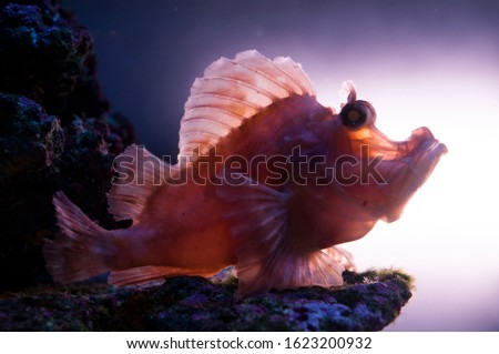 Bottom-dwelling fish. Exotic fish at the bottom of the sea. Underwater portrait.