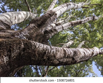 A Bottom-up Shot Of A Huge Poplar Tree.