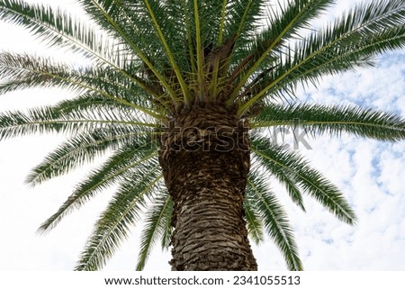 Bottom-up view of a beautiful palm tree with blue sunny cloudy sky