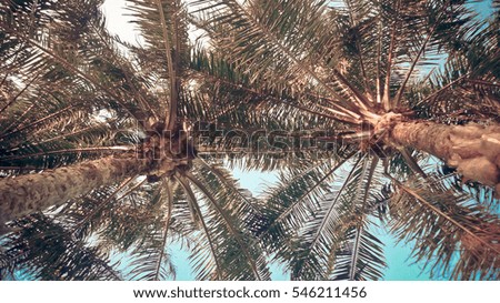 Bottom-up view of a beautiful palm tree