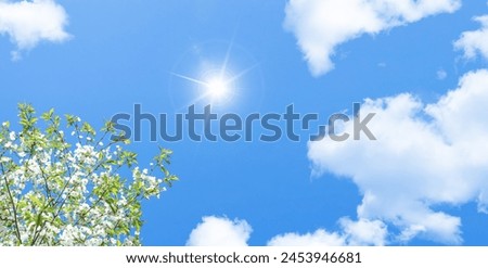 Bottom-up view of blooming tree branches and blue sky on a sunny day