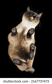 Bottom-up View Of A Cat Picking Up Dry Food From Transparent Glass. Bengal Siamese Eating Dry Food Pellets. Creative Idea, Unusual View. Shot From The Bottom Up Through Transparent Glass.