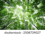 Bottom-up view green mangrove forest canopy. Natural carbon sink fight climate change. Sustainability in carbon-neutral ecosystems. Green and sustainable environment. Natural carbon capture solution.