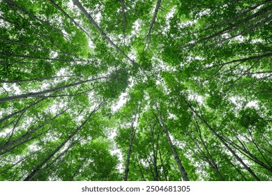 Bottom-up view green mangrove forest canopy. Natural carbon sink fight climate change. Sustainability in carbon-neutral ecosystems. Green and sustainable environment. Natural carbon capture solution.