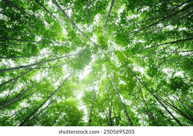 Bottom-up view green mangrove forest canopy. Natural carbon sink fight climate change. Sustainability in carbon-neutral ecosystems. Green and sustainable environment. Natural carbon capture solution.