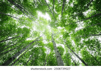 Bottom-up view green mangrove forest canopy. Natural carbon sink fight climate change. Sustainability in carbon-neutral ecosystems. Green and sustainable environment. Natural carbon capture solution. - Powered by Shutterstock