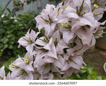 Las flores Bougainville florecen