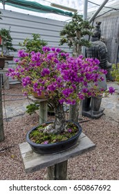 Bougainvillea Bonsai In Bloom In A Garden. Fuchsia Flower