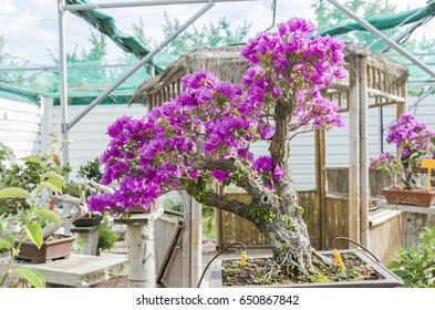 Bougainvillea Bonsai In Bloom In A Garden. Fuchsia Flower