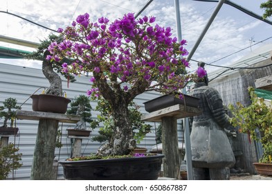 Bougainvillea Bonsai In Bloom In A Garden. Fuchsia Flower