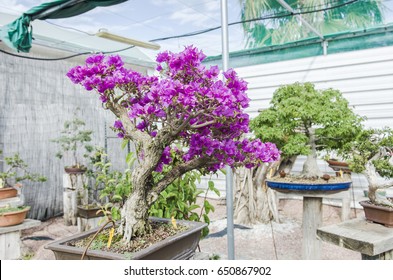 Bougainvillea Bonsai In Bloom In A Garden. Fuchsia Flower