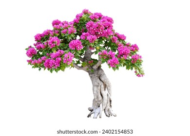 Bougainvillea bonsai with pink flowers isolated on white background - Powered by Shutterstock