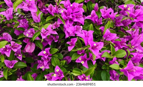 Bougainvillea, Bracteole, beautiful colors and flowers attached to the bracts. purple flower background - Shutterstock ID 2364689851
