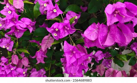 Bougainvillea, Bracteole, beautiful colors and flowers attached to the bracts. purple flower background - Shutterstock ID 2364689883