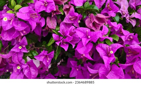 Bougainvillea, Bracteole, beautiful colors and flowers attached to the bracts. purple flower background - Shutterstock ID 2364689885