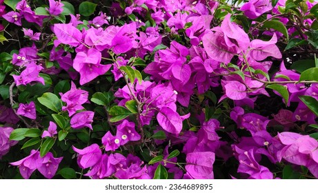 Bougainvillea, Bracteole, beautiful colors and flowers attached to the bracts. purple flower background - Shutterstock ID 2364689895