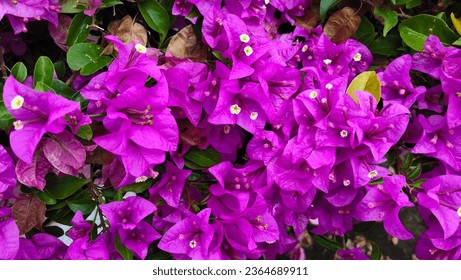 Bougainvillea, Bracteole, beautiful colors and flowers attached to the bracts. purple flower background - Shutterstock ID 2364689911