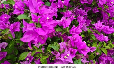 Bougainvillea, Bracteole, beautiful colors and flowers attached to the bracts. purple flower background - Shutterstock ID 2364689933