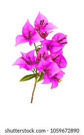 Bougainvillea Branch isolated on white background 