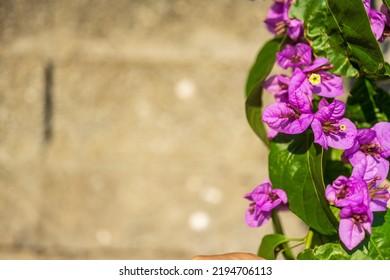 24 Bonggavilla Images, Stock Photos & Vectors | Shutterstock