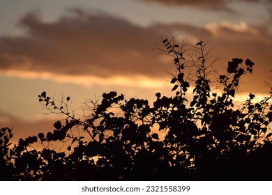 Bougainvillea Bush Silhouetted against Vibrant Clouds from a Beautiful Arizona Sunset 