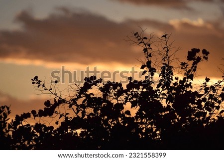 Bougainvillea Bush Silhouetted against Vibrant Clouds from a Beautiful Arizona Sunset 
