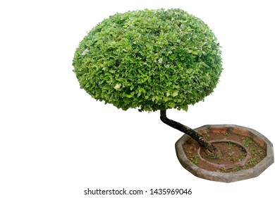 Bougainvillea Decorated with canopy through beautiful bending  with clipping path.