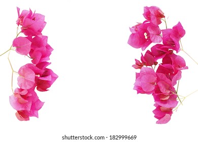Bougainvillea flower frame isolated on white background