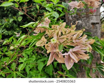 bougainvillea flower in the garden