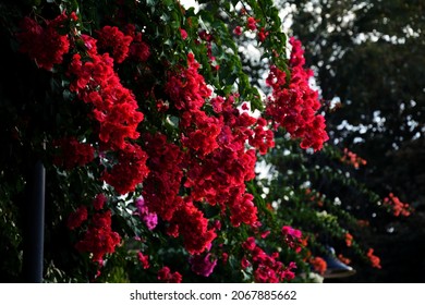 The Bougainvillea Flower Greets Spring With All Its Appearance In The Mediterranean.