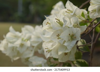 10,249 Bougainvillea wallpaper Images, Stock Photos & Vectors