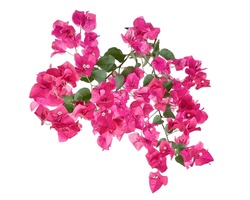 Bougainvillea Flower, Paperflower, Pink Bougainvillea Flower Isolated On White Background, With Clipping Path                                                                                          